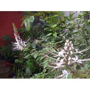 orthosiphon stamineus benth.~ cats whisker ~ indonesian kumis kucing ~ remujung ~ misai kucing. * * sms= + 6285876389979 * * sms= + 6281-32622-0589 * * sms= + 6281-901-389-117 * * nurida479@ rocketmail.com