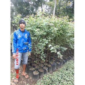 bibit eucalyptus deglupta / rainbow tree