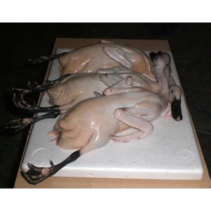 daging bebek karkas