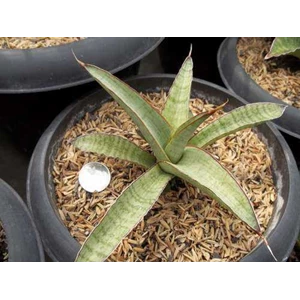 sansevieria hybrid pearsonii x halii