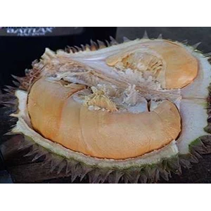 bibit durian musang king, ochee, anghee 2 meter up