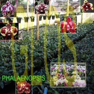 anggrek phalaenopsis, anggrek bulan