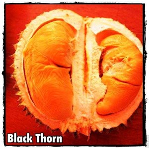 bibit durian ochee ( black thorn)