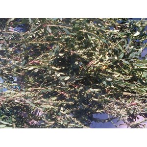 meniran ~ meniran ~ stonebreaker ~ small gooseberry ~ phyllanthus niruri l. * * sms= + 62858-763-89979 * * sms= + 6281-32622-0589 * * sms= + 6281-901-389-117 * * nurida479@ yahoo.com