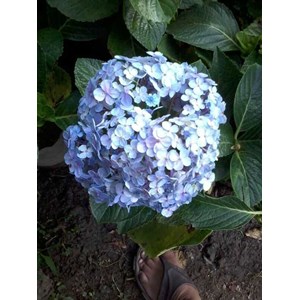 bibit bunga bokor ~ hortensia ~ hydrangea ~ hydrangea macrophylla ~ kembang bokor ~ bunga tiga bulan warna putih, kuning, jingga, violet, merah, ungu * * sms= + 6285876389979 * * sms= + 6281326220589 * * sms= + 6281901389117 * * nurida479@ rocketmail.com