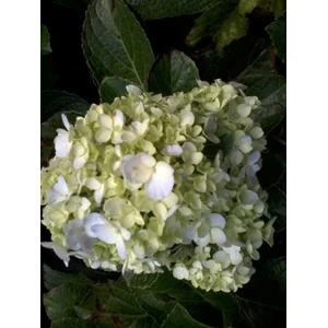 bunga tiga bulan ~ hortensia ~ hydrangea ~ hydrangea macrophylla ~ bunga tiga bulan . ~ kembang bokor warna putih, kuning, jingga, violet, merah, ungu * * sms= + 6285876389979 * * sms= + 6281326220589 * * sms= + 6281901389117 * * nurida789@ rocketmail.com