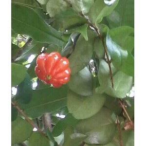 bibit dewandaru ~ eugenia uniflora ~ indonesian cereme asam ~ asem selong ~ belimbing londo ~ sedia bibit/ pohon dewandaru * * sms= + 62858-763-89979 * * sms= + 6281-32622-0589 * * sms= + 6281-901-389-117 * * nurida479@ yahoo.com