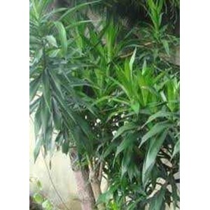 bibit	 daun suji ~ suji ~ dracaena angustifolia ( medik.) roxb. ~ pleomele angustifolia ( medik.) n.e. br. ~ indonesian bahan pewarna hijau alami. * * sms= + 6285876389979 * * sms= + 6281901389117 * * sms= + 6281326220589 * * nurida479@ rocketmail.com