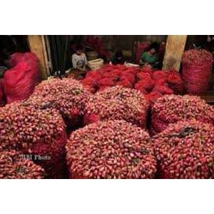 bawang merah brebes