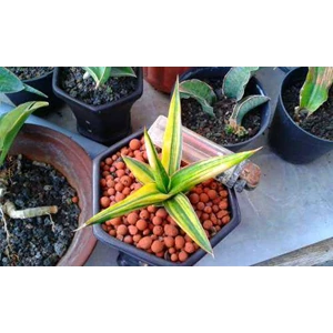 sansevieria downsii variegata