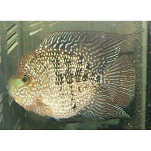 freshwater tropical fish wholesale-2
