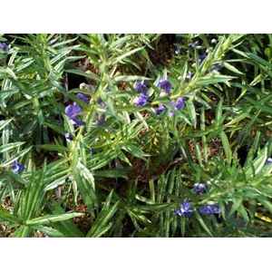 tumbuhan lavender ~ lavender ~ lavandula angustifolia mill.~ indonesian lavender ~ common lavender, english lavender ~ true lavender * * sms= + 6285876389979 * * sms= + 6281326220589 * * sms= + 6287831993208 * * sms= + 6289617061848 * * budimanbagus@ rock