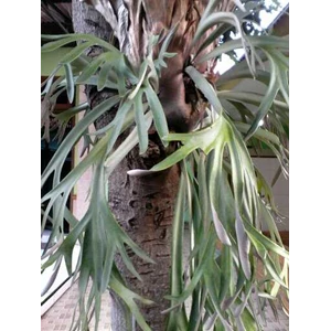 simbar menjangan ~ platycerium coronarium ~ indonesian tanaman tanduk rusa, simbar agung ~ simbar menjangan ~ paku uncal ~ kidang kidangan * * sms= + 6285876389979 * * sms= + 6281326220589 * * sms= + 6281901389117 * * dipokusumo01@ yahoo.com