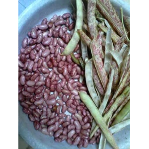 kacang merah ~ kidney beans ~ phaseolus vulgaris l. ~ indonesian kacang merah ~ ucet ~ ucet merah ~ azuki bean * * sms= + 6285876389979 * * sms= + 6281901389117 * * sms= + 6281326220589 * * dipokusumo01@ yahoo.com