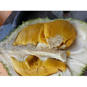 durian musang king, bibit durian musang king-3