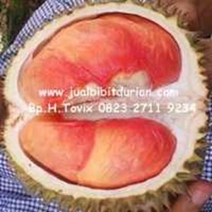 bibit durian bawor, durian pelangi, bibit durian musang king