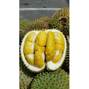 durian musang king, bibit durian musang king