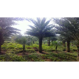 palm canariensis silvertrees