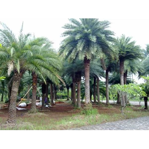 palm canariensis silvertrees-3