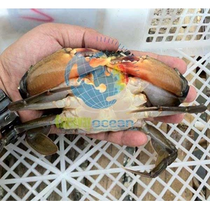 kepiting soka/ kepiting cangkang lunak / soft shell crab-4