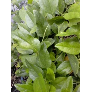 stephania hermandifolia cincau hijau cina merambat ~ cincao minyak ~ spesies: stephania hermandifolia ~ cincau hijau, menghasilkan cincau berwarna hijau dan agak lebih padat. * * sms= + 6281-32622-0589 * * sms= + 6281-901-389-117 * * sms= + 62858-7 638-99