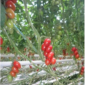 cherry tomatoes, tomat ceerri