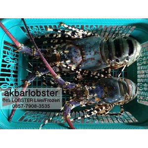 beli lobster air laut live / fresh / frozen ( hidup dan mati)