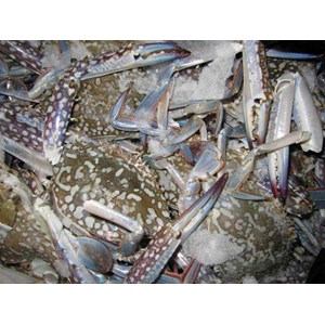 rajungan ( kepiting renjong)