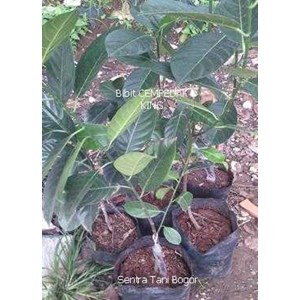 cempedak king-3