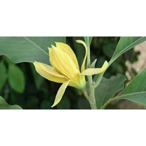yellow champaca plant~ kembang kantil ~ bunga cempaka kuning ~ michelia champaca l ~ indonesian bunga cempaka kuning * * sms= + 6281326220589 * * sms= + 6281901389117 * * sms= + 6285876389979 * * nurida479@ yahoo.com