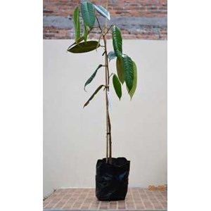 bibit pohon durian cane
