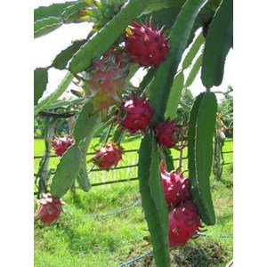 bibit pohon buah naga super red