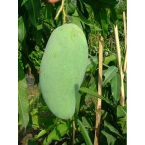 bibit pohon mangga golek india-1