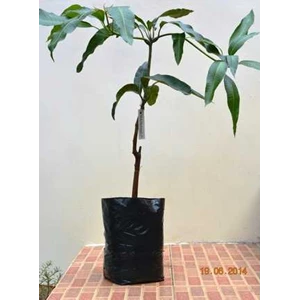 bibit pohon mangga chokanan-1