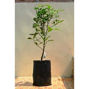 bibit pohon jeruk kip