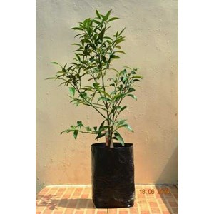 bibit pohon jeruk nagami