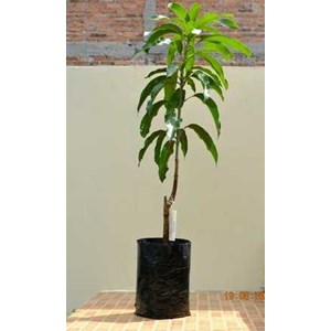 bibit pohon mangga namdokmai