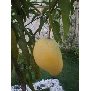 bibit pohon mangga pelangi mahachanok