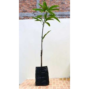bibit pohon mangga pelangi mahachanok-1