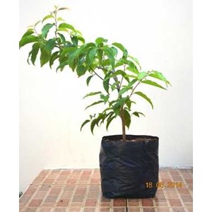 bibit pohon plum
