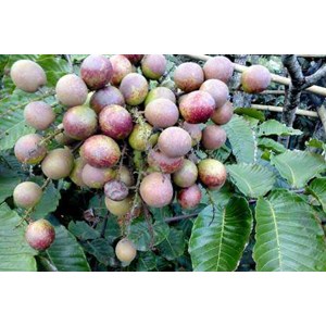 bibit pohon matoa-1
