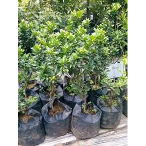 jeruk swiss / jeruk keprok brazil