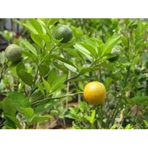 jeruk lemoncu