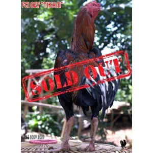 edisi akhir tahun! ! ! ayam bangkok super khoygon ukuran 7 fci 067 “ tikam” -sold out-4