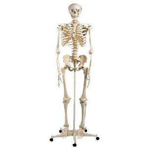 torso kerangka manusia