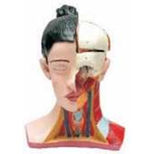 torso kepala manusia