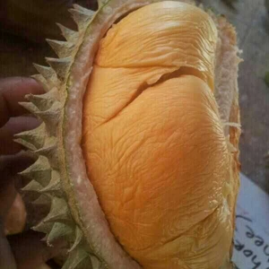 bibit durian ochee-2