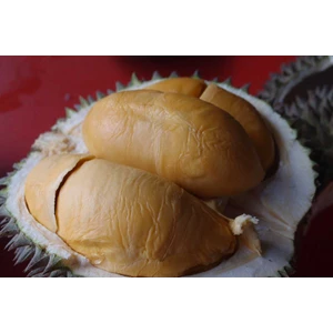 bibit durian ochee-4