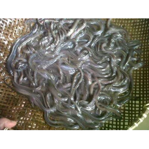 ready bibit sidat bicolor marmorata ukuran glass eel isi 7.000 ekor