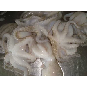 gurita | octopus-1
